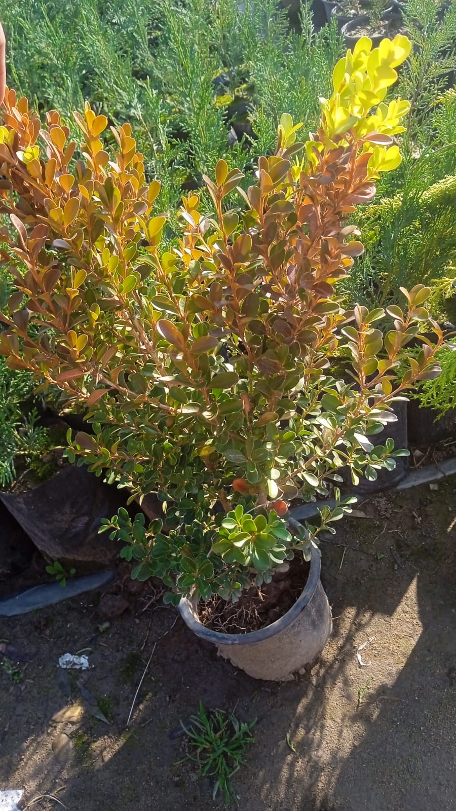 Almina Çiçekçilik 